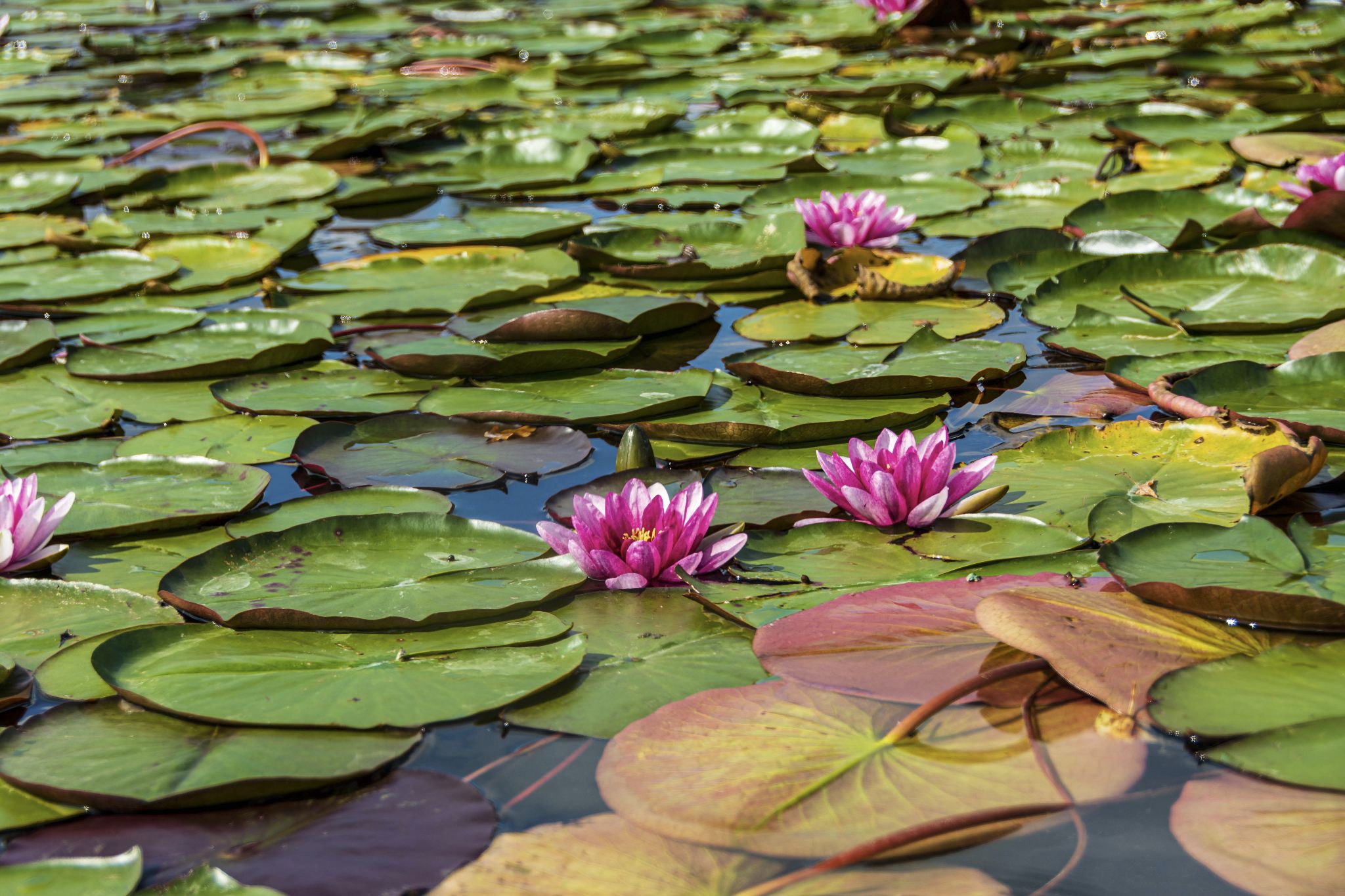 Kajaktour Staffelsee 12.09.2021